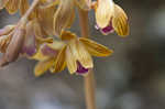 Spiked crested coralroot